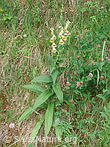 Foto: Grossblütiger Fingerhut (Digitalis grandiflora)