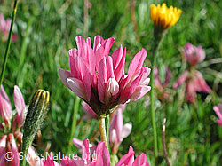 Foto: Alpenklee