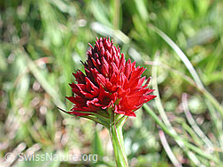Foto: Schwarzes Männertreu, Blüte