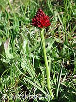 Foto: Schwarzes Männertreu