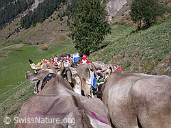 DSCN5036: Kuhherde beim Alpabzug