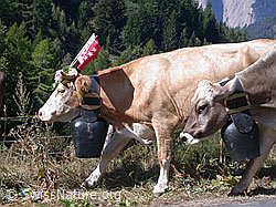 DSCN5066: Alpabzug im Binntal