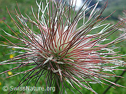 Foto: Verblühte Schwefelanemone