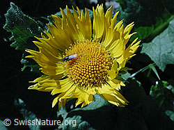 Photo: Grossköpfige Gemswurz