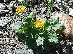 Photo: Grossköpfige Gemswurz