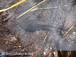 DSCN5783: Kaulquappe in Bergsee