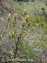 Golddistel (Carlina vulgaris) (DSCN5810)