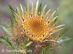 Golddistel (Carlina vulgaris) (-, DSCN5811)