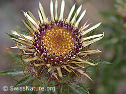 Bald verblühte Blüte einer gewöhnlichen Golddistel (DSCN5814)