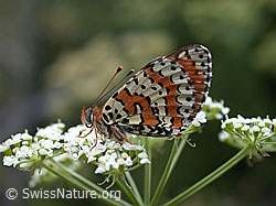 Foto: Roter Scheckenfalter (Melitaea didyma)