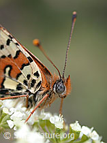 Foto: Roter Scheckenfalter (Melitaea didyma)
