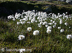 Foto: Scheuchzers Wollgras