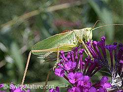 Grünes Heupferd (Tettigonia viridissima) (30.11.1999, DSCN6222)