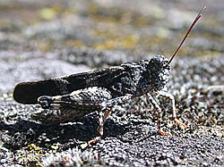 Photo: Blauflügelige Ödlandschrecke (Oedipoda caerulescens)