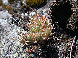 DSCN6239: Alpen-Hauswurz