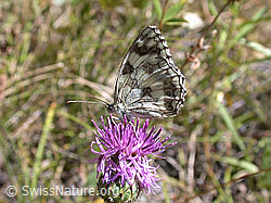 Photo: Melanargia galathea on Skabiosen-Flockenblume (Centaurea scabiosa)
