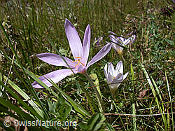 Photo: Herbstzeitlose