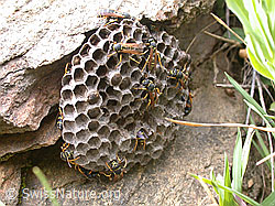 DSCN6476: Wespennest