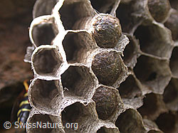 DSCN6481: Wespennest