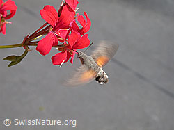 Photo: Schwebendes Taubenschwänzchen