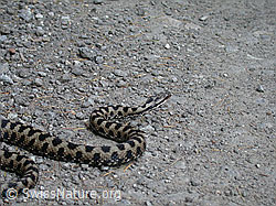 Foto: Aspisviper (Vipera aspis)
