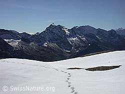 DSCN6863: Spur im Schnee, Scherbadung und Helsenhorn