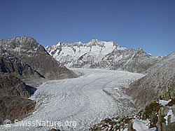 Foto: Aletschgletscher von der Moosfluh