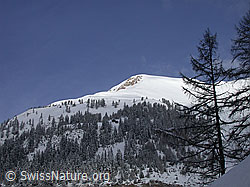 DSCN8160: Frisch verschneites kleines Fülhorn und steiler Bergwald