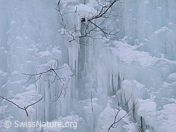 DSCN8188: Eiswand mit Eiszapfen und Zweigen von Sträuchern