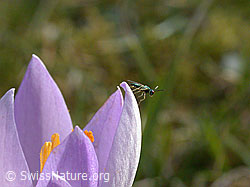 Kleines Insekt auf Blüte einer Frühlings-Krokus (DSCN8409)
