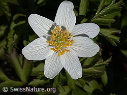 Foto: Buschwindröschen (Anemone nemorosa).
