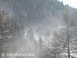 DSCN8633: Schneeverfrachtung in Lärchenwald