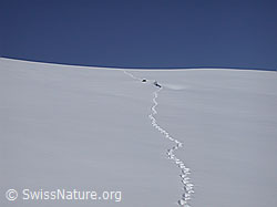DSCN8659: Tierspur in Winterlandschaft