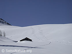 DSCN8671: Abfahrtsspuren im Tiefschnee neben Hütte