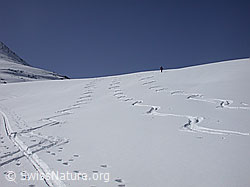 DSCN8711: Hang mit Skispuren
