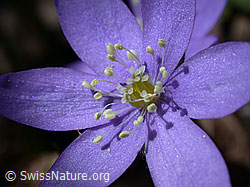 Foto: Leberblümchen, Blüte