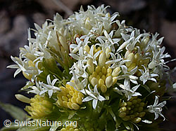 Photo: Weisse Pestwurz (Petasites albus)
