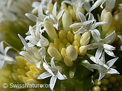 Photo: Weisse Pestwurz (Petasites albus)