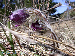 Berg-Anemone (Pulsatilla montana) (DSCN8798)
