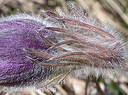 Berg-Anemone (Pulsatilla montana) (DSCN8799)