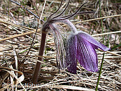 Berg-Anemone (Pulsatilla montana) (DSCN8806)