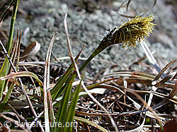 Foto: Frühlings-Segge