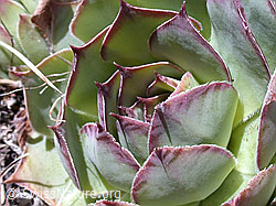 DSCN8907: Blätter des Wulfens Hauswurz