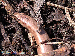 Blindschleiche (Anguis fragilis) (DSCN8956) Blindschleiche (Anguis fragilis) (DSCN8956)