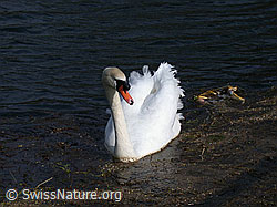 Photo: Höckerschwan (Cygnus olor) mit leuchtend weissen Federn