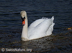 Photo: Höckerschwan (Cygnus olor), Ansicht von vorne