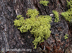 DSCN9005: Flechte an Lärche