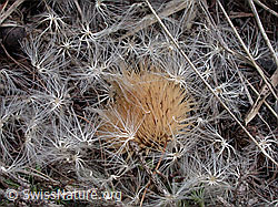 Foto: Silberdistel, in Samen zerfallende Blüte