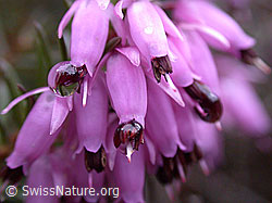 Foto: Erika (Erica carnea)