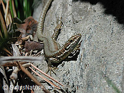 Photo: Mauereidechse (Podarcis muralis)